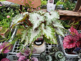 ６月入荷中の花苗の紹介