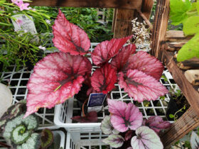 ６月入荷中の花苗の紹介