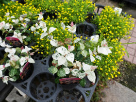 ６月入荷中の花苗の紹介