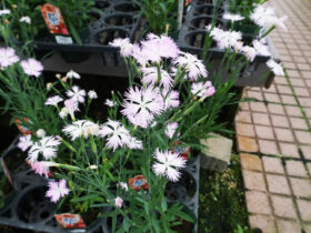 ９月入荷中の花苗の紹介