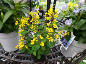 ９月入荷中の花苗の紹介