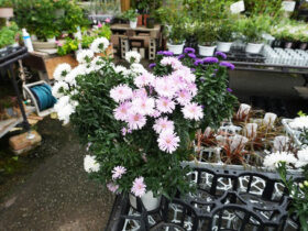 ９月入荷中の花苗の紹介