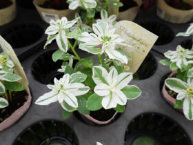 ９月入荷中の花苗の紹介