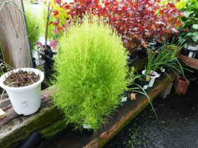 ９月入荷中の花苗の紹介