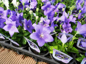 ９月入荷中の花苗の紹介