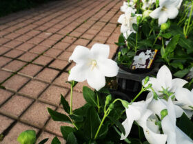 ９月入荷中の花苗の紹介