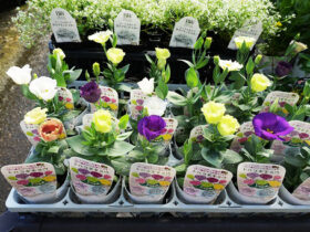９月入荷中の花苗の紹介