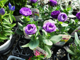 ９月入荷中の花苗の紹介