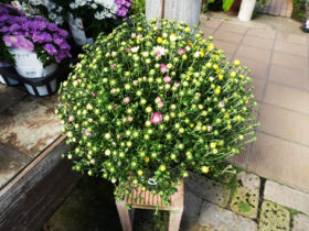 ９月入荷中の花苗の紹介