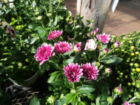 ９月入荷中の花苗の紹介