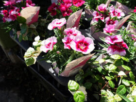 ９月入荷中の花苗の紹介