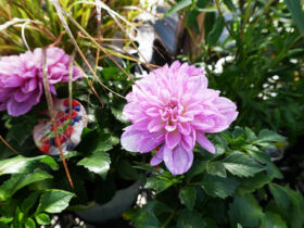 ９月入荷中の花苗の紹介