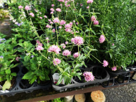 ９月入荷中の花苗の紹介