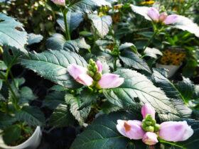 ９月入荷中の花苗の紹介