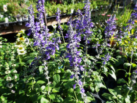 ９月入荷中の花苗の紹介