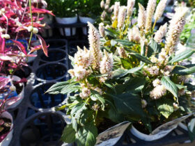 ９月入荷中の花苗の紹介