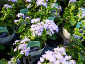 ９月入荷中の花苗の紹介
