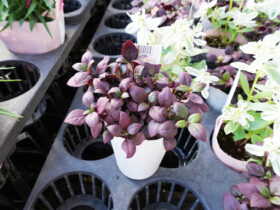 ９月入荷中の花苗の紹介