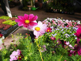 １０月入荷中の花苗の紹介