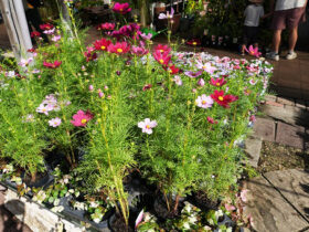 １０月入荷中の花苗の紹介