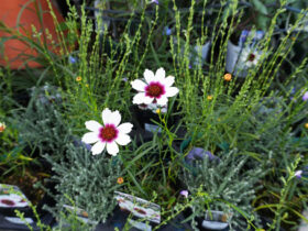 １０月入荷中の花苗の紹介