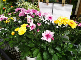 １０月入荷中の花苗の紹介