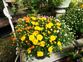 １０月入荷中の花苗の紹介