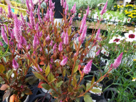 １０月入荷中の花苗の紹介