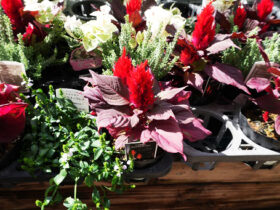 １０月入荷中の花苗の紹介
