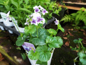 １０月入荷中の花苗の紹介