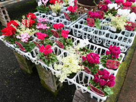 １０月入荷中の花苗の紹介