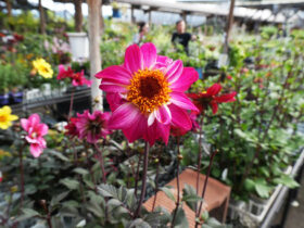 １０月入荷中の花苗の紹介