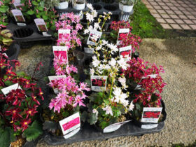 １０月入荷中の花苗の紹介