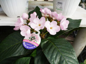 １０月入荷中の花苗の紹介