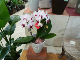 １０月入荷中の花苗の紹介