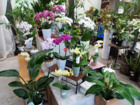 １０月入荷中の花苗の紹介