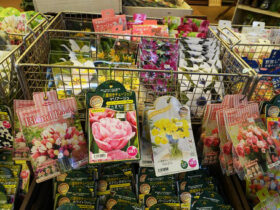 １０月入荷中の花苗の紹介