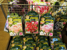 １０月入荷中の花苗の紹介