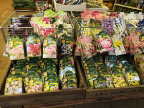 １０月入荷中の花苗の紹介