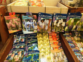 １０月入荷中の花苗の紹介