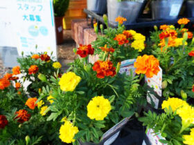 １０月入荷中の花苗の紹介