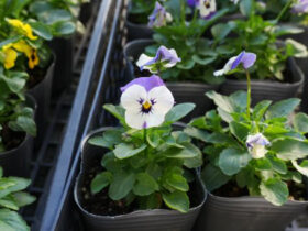 １０月入荷中の花苗の紹介
