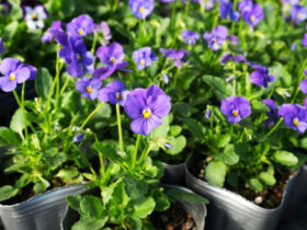 １０月入荷中の花苗の紹介