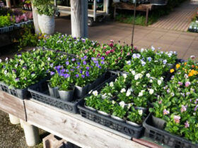 １０月入荷中の花苗の紹介