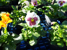 １０月入荷中の花苗の紹介