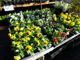 １０月入荷中の花苗の紹介