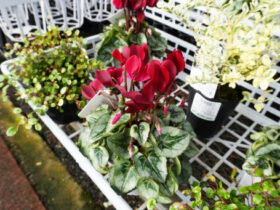 １０月入荷中の花苗の紹介