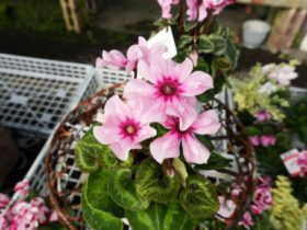 １０月入荷中の花苗の紹介
