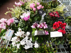 １０月入荷中の花苗の紹介