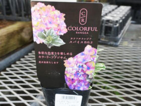 １０月入荷中の花苗の紹介